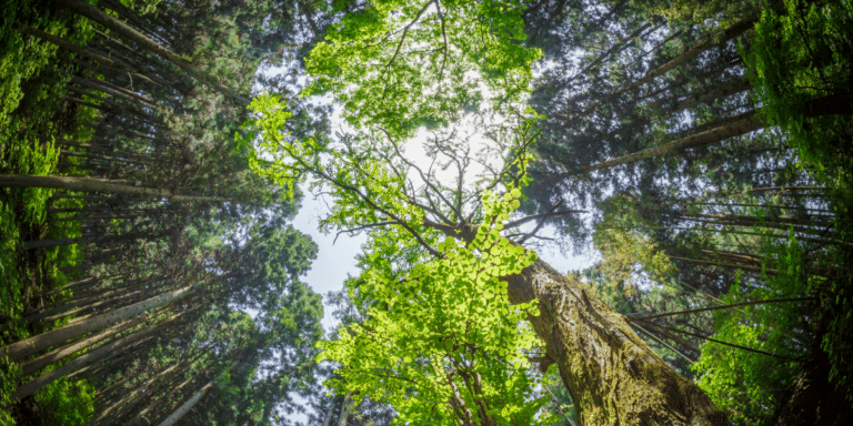 Forest Bathing A Path to Health, Peace, and Mindful Living