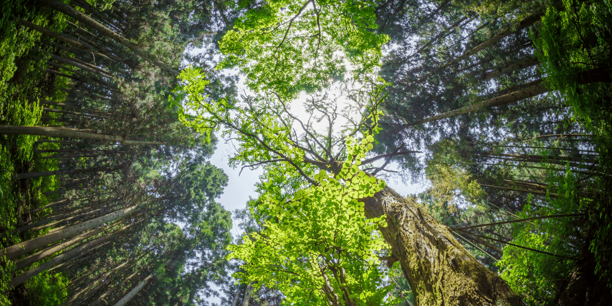 Forest Bathing A Path to Health, Peace, and Mindful Living