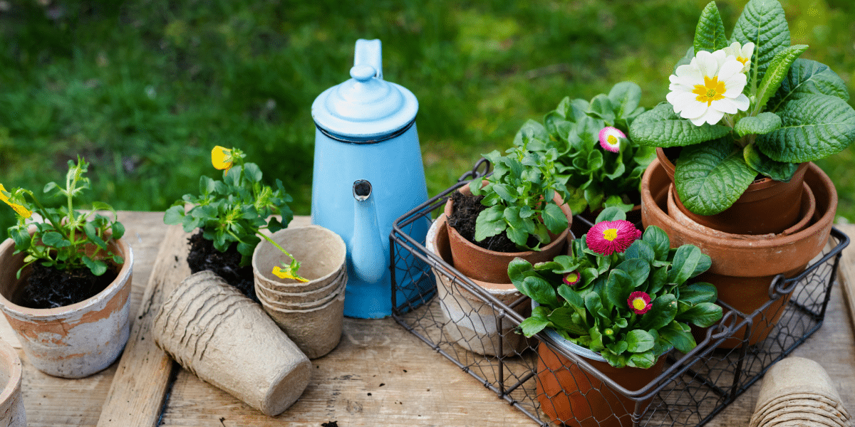 Home Gardening and Its Rise in Popularity