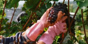 How Pahrump Wineries Thrive in Desert Landscapes