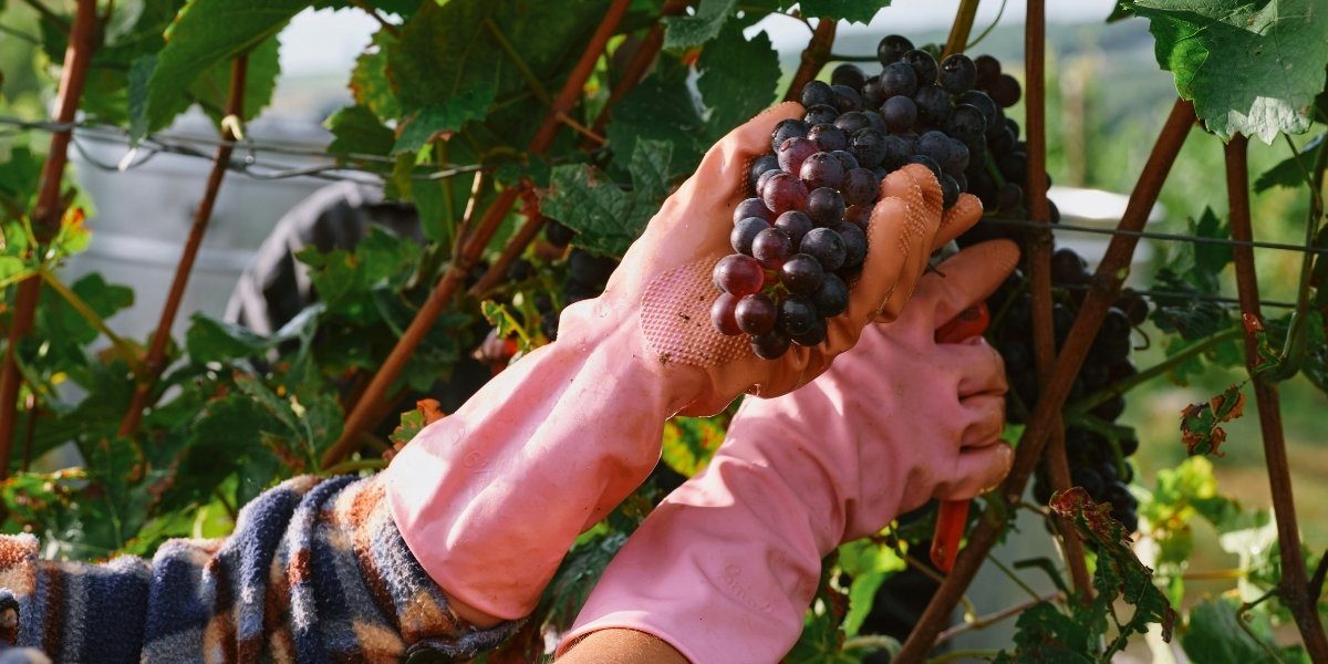 How Pahrump Wineries Thrive in Desert Landscapes